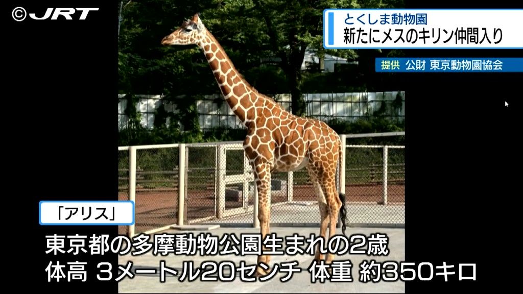 とくしま動物園に新たにメスのアミメキリン「アリス」が仲間入り決定　9月12日に来園予定【徳島】　