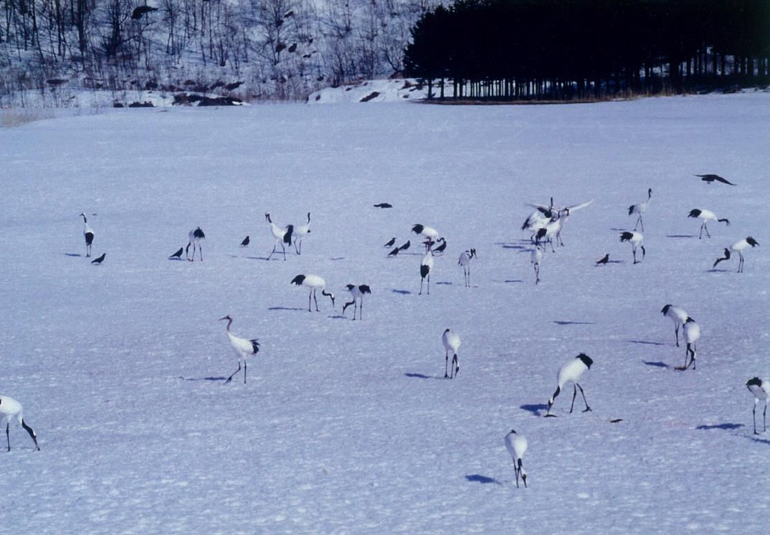 天皇陛下撮影　1991年3月　北海道・釧路湿原