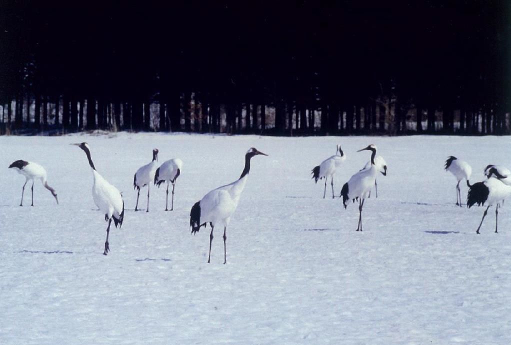 天皇陛下撮影　1991年3月　北海道・釧路湿原