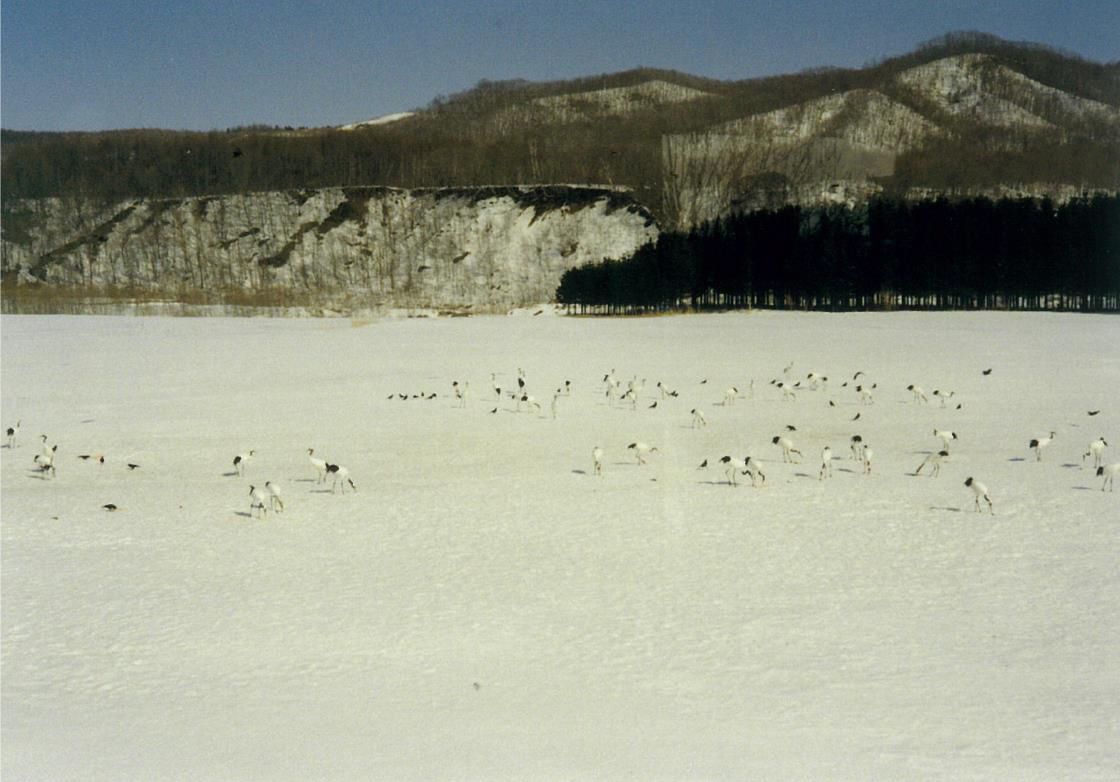 天皇陛下撮影　1991年3月　北海道・釧路湿原