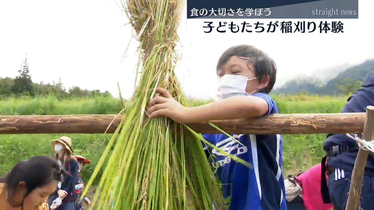 刈り取った稲を干す子ども(6日･水上村)