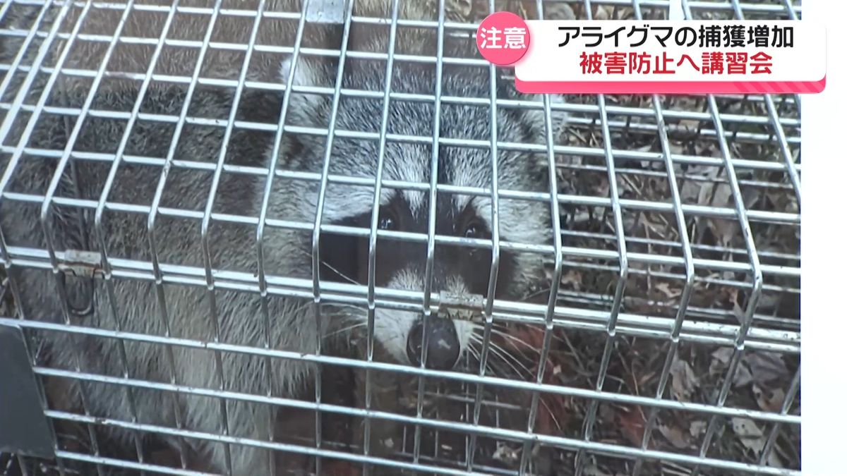 かわいくても危険「アライグマ」 石川県内での捕獲数が増加　生態系影響や農産物に被害