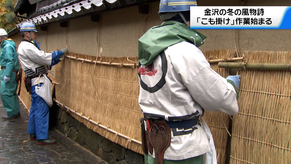 本格的な冬の訪れを前に　石川・金沢市の長町武家屋敷跡で「こも掛け」作業始まる