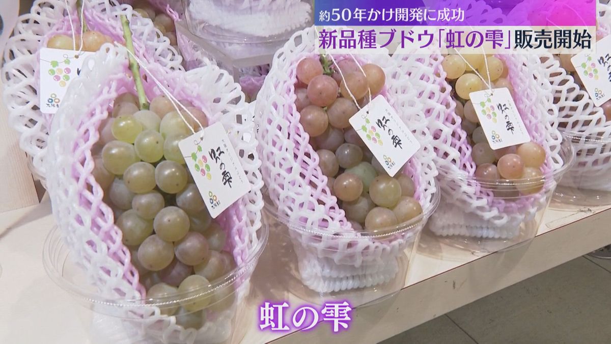 新品種ブドウ「虹の雫」販売開始　大阪府が約50年かけて開発　収穫時期などで色が変化するのが特徴