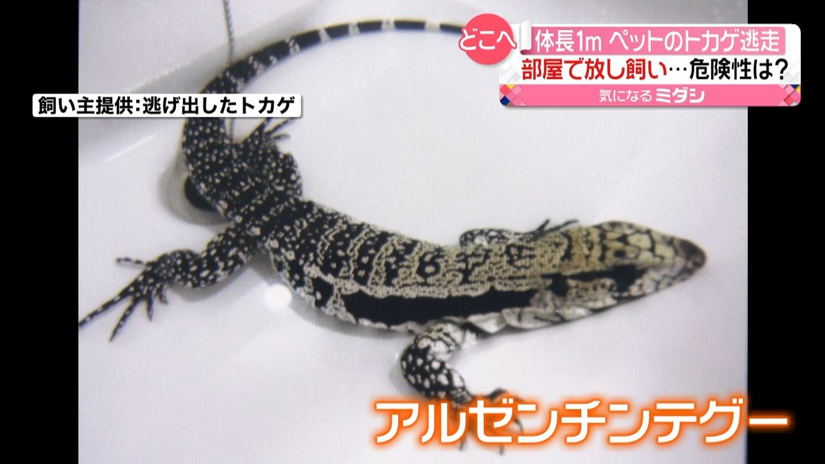 大型のトカゲが逃げ出す　生態は？