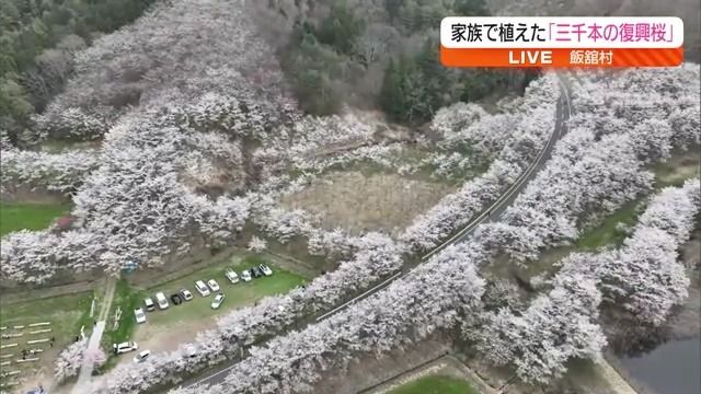 【1本1本を大切に植え…その数は3000本！】見頃を迎えた飯舘復興三千本の桜・福島