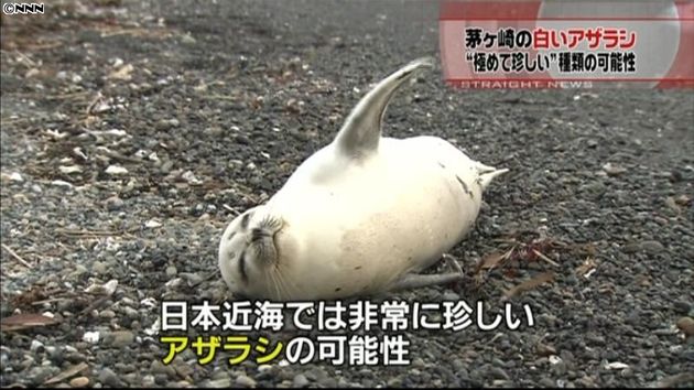 茅ヶ崎の白アザラシ 非常に珍しい種類か