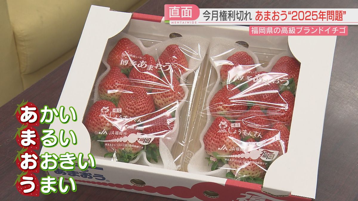 「あまおう」の2025年問題とは　福岡のブランドイチゴを守れ　山積する課題にどう立ち向かう