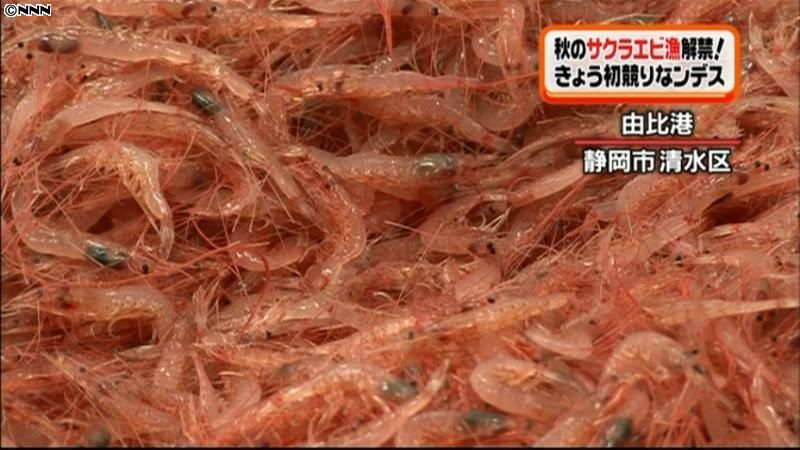 秋のサクラエビ漁解禁！静岡市の港で初競り