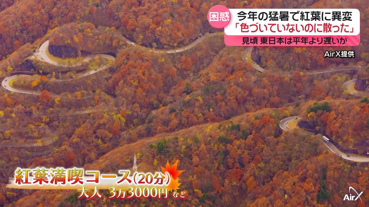 今年の猛暑で紅葉に異変　観光への影響続く