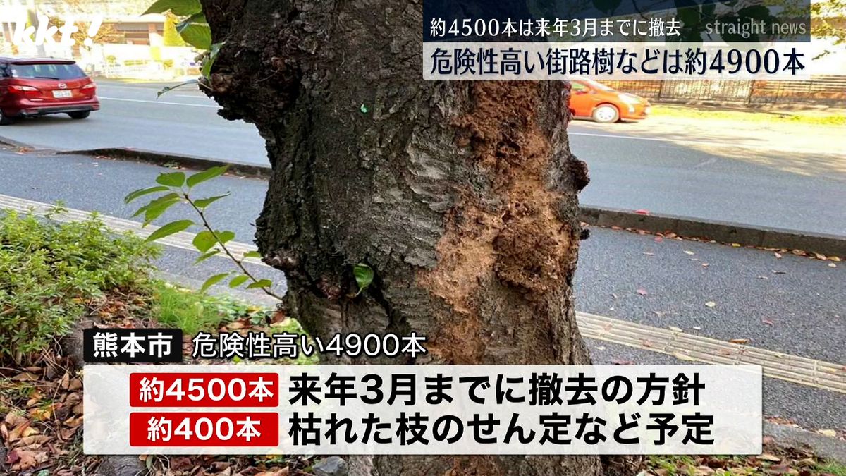 危険な街路樹などは4900本 うち4500本は撤去へ 7月の倒木事故で熊本市が総点検