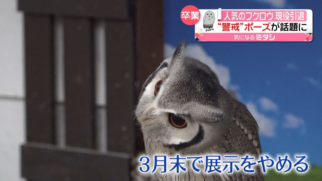 人気のフクロウ引退“警戒”ポーズが話題に｜日テレNEWS NNN