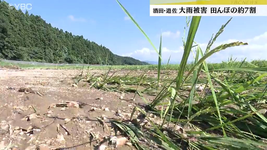 収穫が絶望的な田んぼも…米どころの酒田市と遊佐町の田んぼ約7割で浸水や土砂による被害　山形県