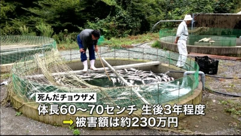 養殖場でチョウザメ２３０匹死ぬ　椎葉村