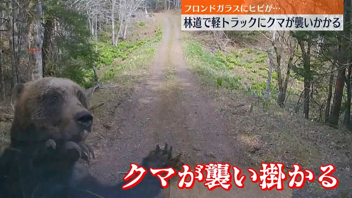 軽トラックにクマが襲いかかる　北海道根室市