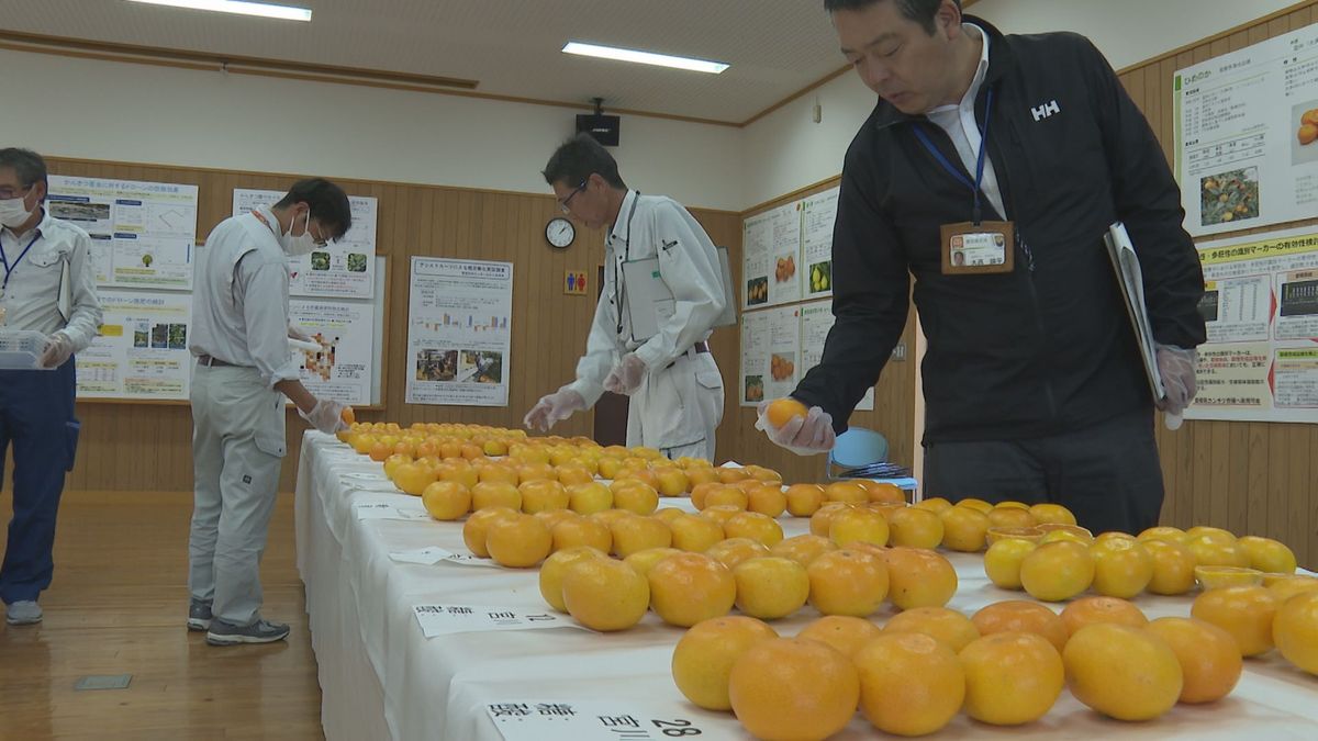 “早生ミカン”の季節到来！今年は少雨で糖度高く 出荷量は去年の2割増に【愛媛】