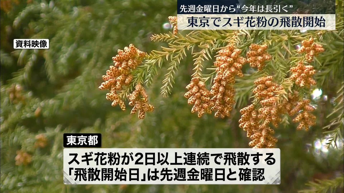 東京都「スギ花粉」10日から飛散開始と発表 去年より5日早く…「今年は期間が長引く見通し」