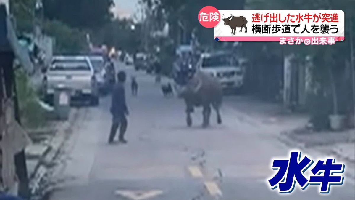 逃げ出した水牛が横断歩道で通行人襲う　突進された58歳の女性ケガ　タイ