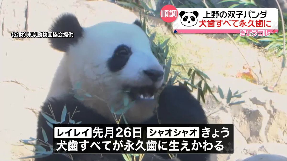 上野動物園の双子パンダ　犬歯すべて永久歯に生えかわる