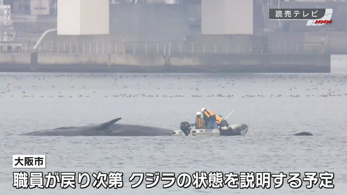 大阪湾・淀川河口の“迷いクジラ”　市職員らが生死確認