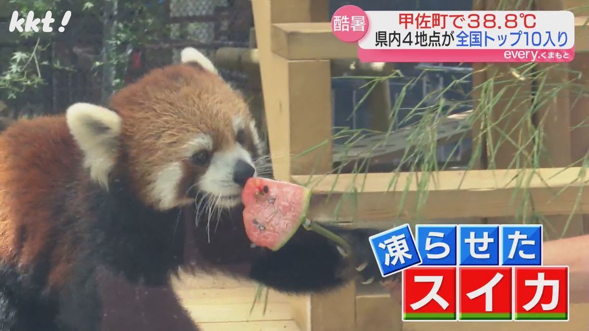 レッサーパンダ（熊本市動植物園）