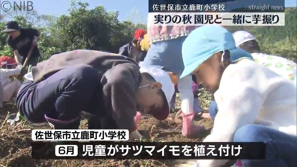 6月に植え付けたサツマイモ「実りの秋を体感」小学生が園児と一緒に芋掘り《長崎》