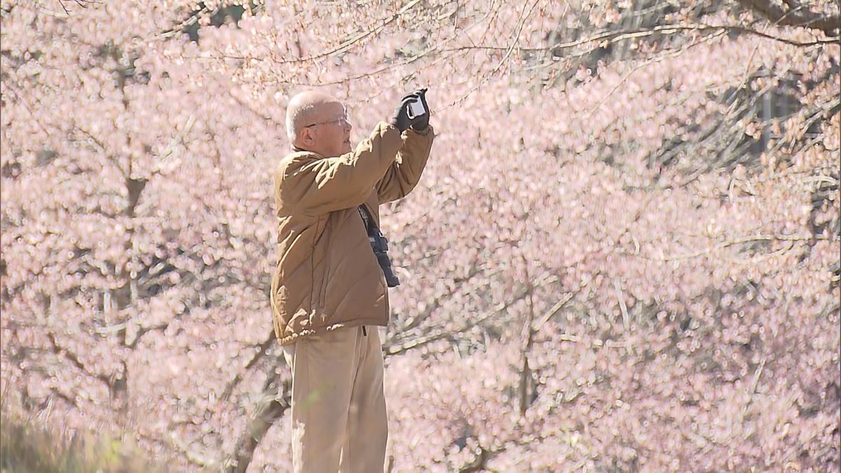 大漁桜まもなく見ごろ「長湯温泉しだれ桜の里」　15日の大分県内は4月上旬並みの気温に