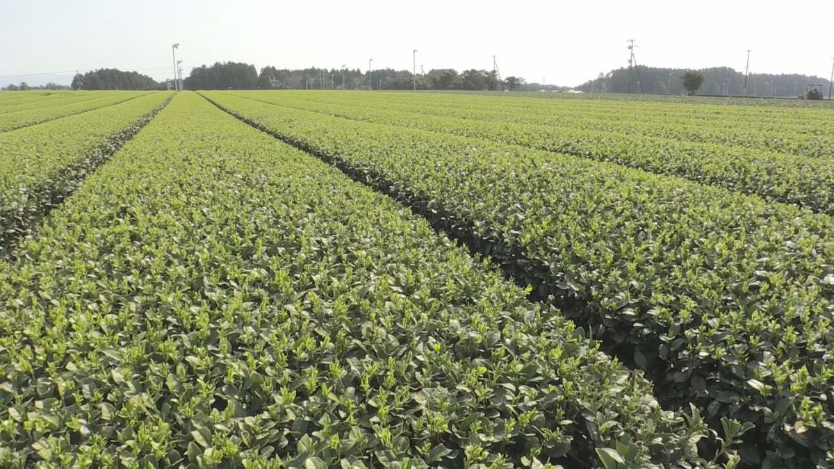 【速報】お茶(荒茶)の生産量　鹿児島が静岡を抜き初の日本一