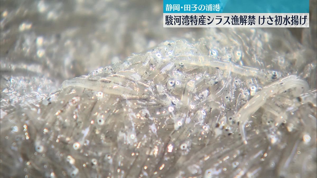 駿河湾特産シラス漁が解禁 けさ初水揚げ　市場価格1キロ平均2825円で高値取引