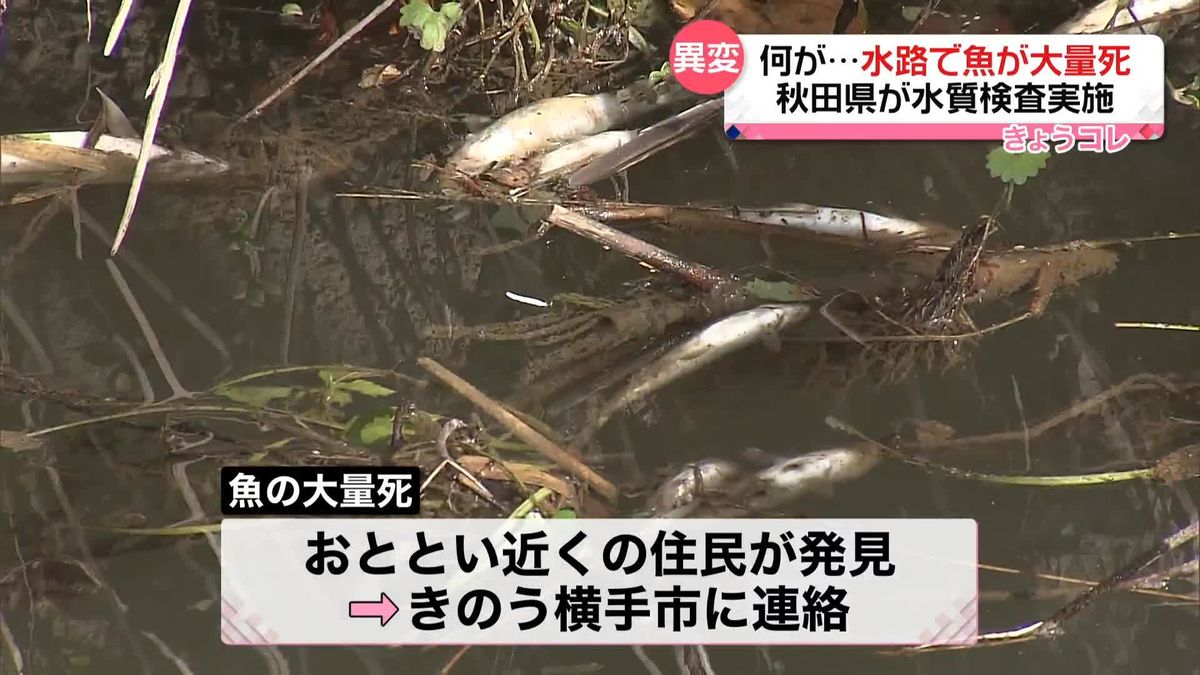 水路で魚が大量死　県が水を採取し水質検査実施　秋田・横手市