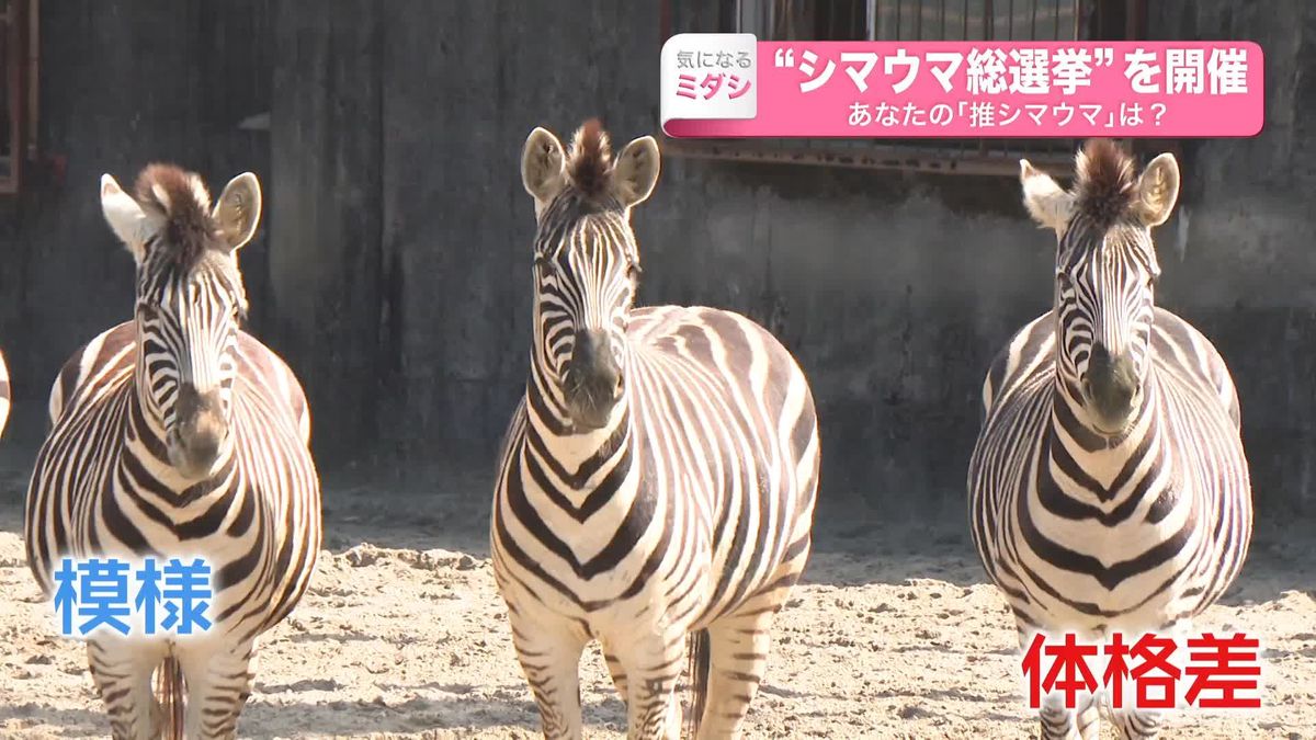 あなたの「推シマウマ」は？　“シマウマ総選挙”開催　どうやって見分ける？