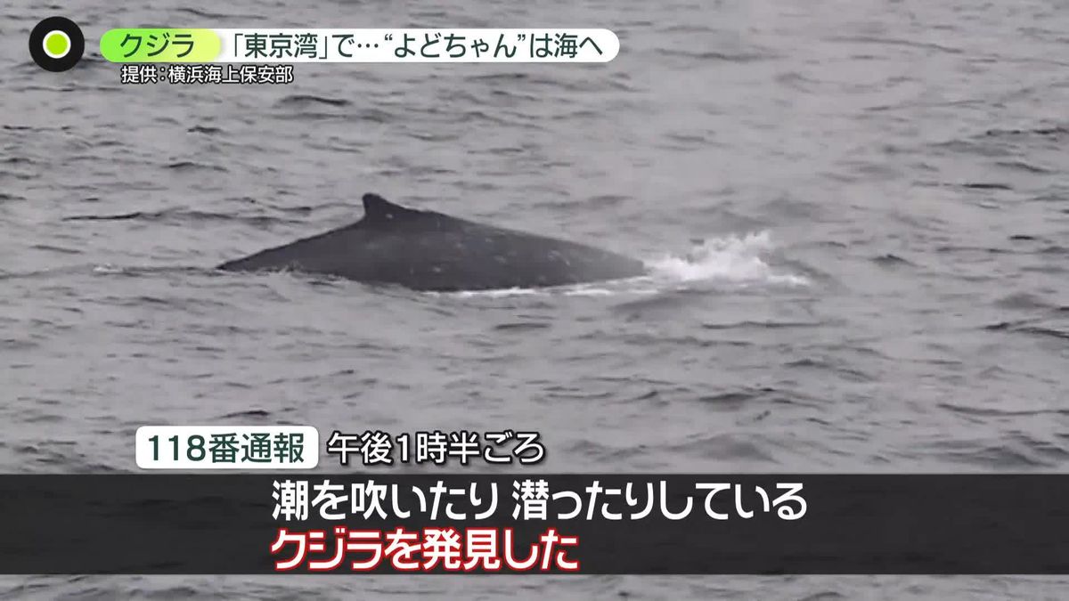 東京湾でも“クジラ”確認　「海上交通が大変多いので」居続けた場合“危険性”も