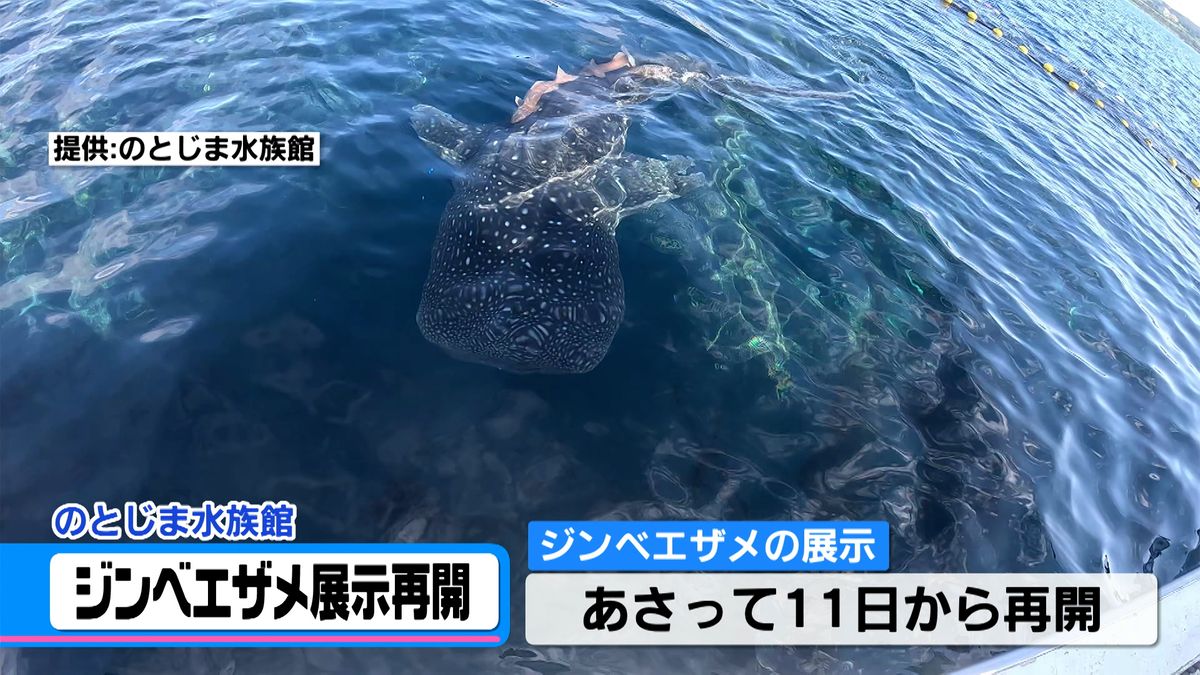 あの人気者がのとじま水族館に帰ってくる！　11日からジンベエザメの展示再開