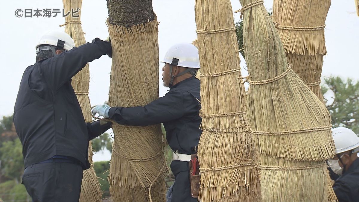 「いよいよ冬が来た」　恒例の冬支度　今年もソテツにコモ巻く　鳥取県米子市