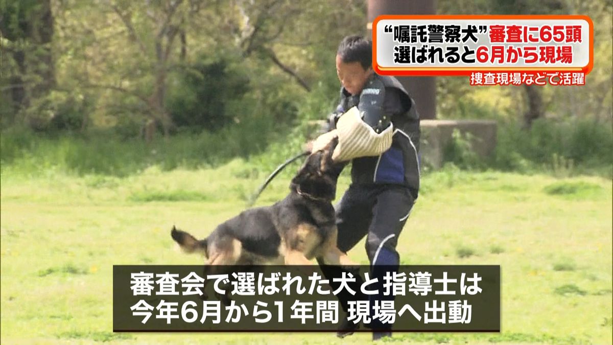 “嘱託警察犬”審査に６５頭が挑む