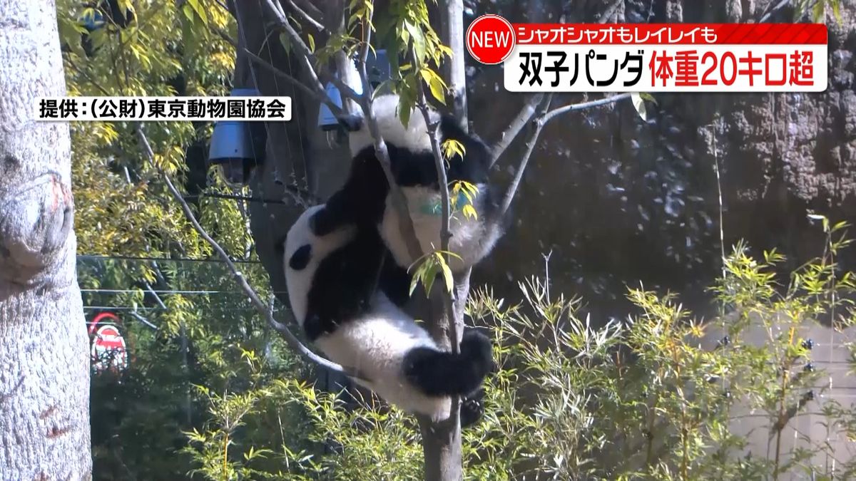 上野動物園双子パンダ　控え目だったレイレイ“積極的”に