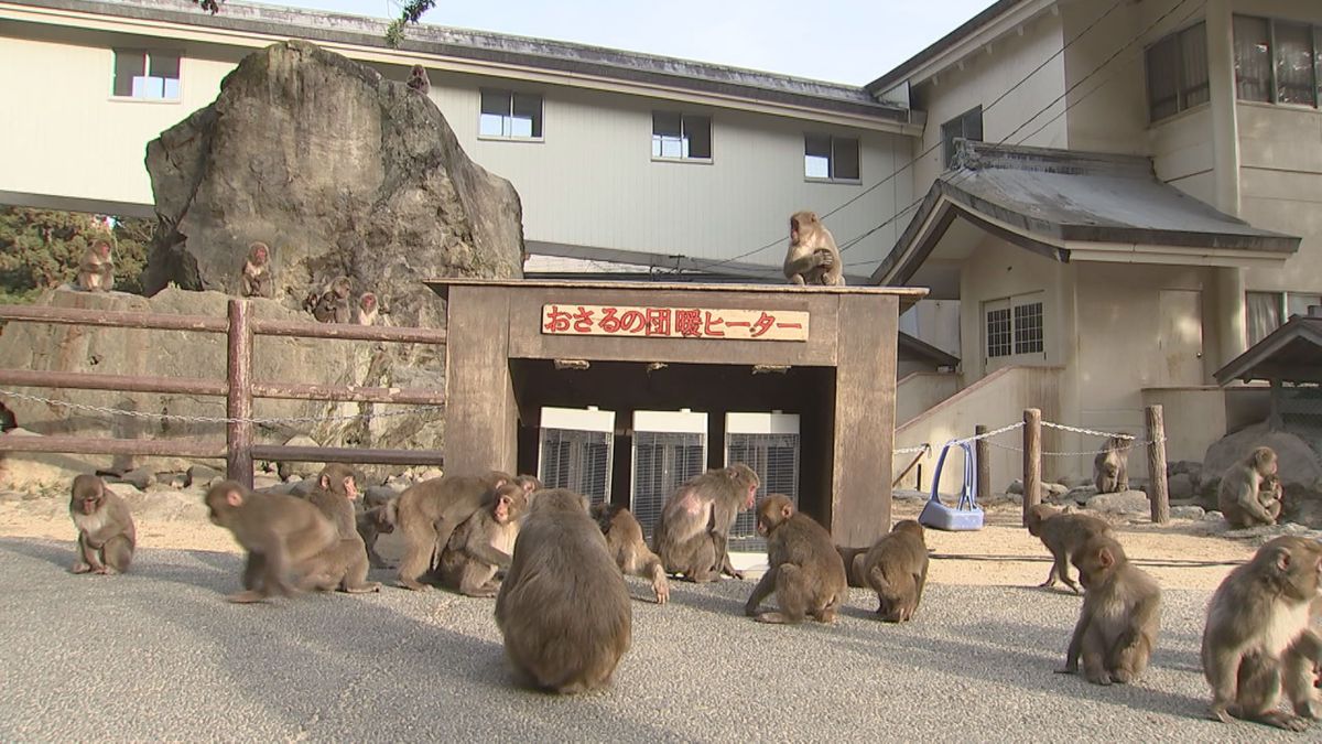 高崎山の冬の風物詩「おさるの団暖ヒーター」設置　早速暖を取る愛らしいサルの姿が　大分