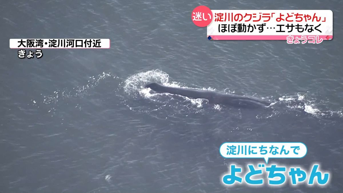 大阪湾・淀川河口のクジラ「よどちゃん」ほぼ動かず　エサもなく…