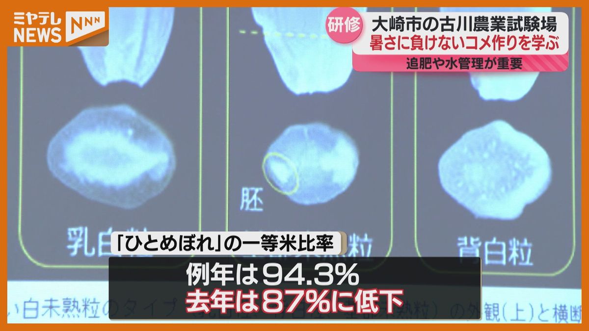 ＜暑さに負けないコメ作り学ぶ）＞研修会　高温時はイネの栄養分が低下しやすく『白濁米』になる傾向（宮城・大崎市の古川農業試験場）