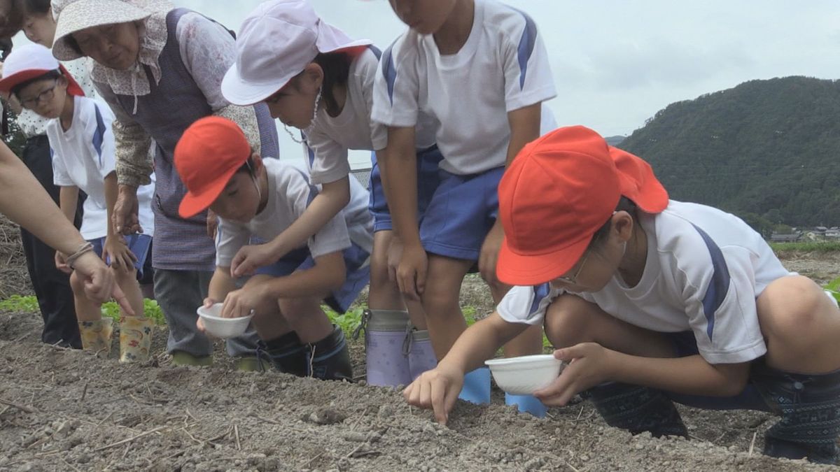 伝統野菜「山内かぶら」種まき体験　児童が地元の特産物への理解深める　100年以上前から栽培続く　若狭町･鳥羽小学校