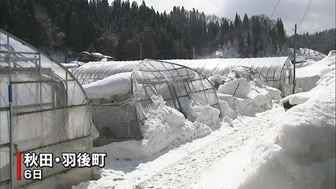 大雪でビニールハウス倒壊が相次ぐ　秋田
