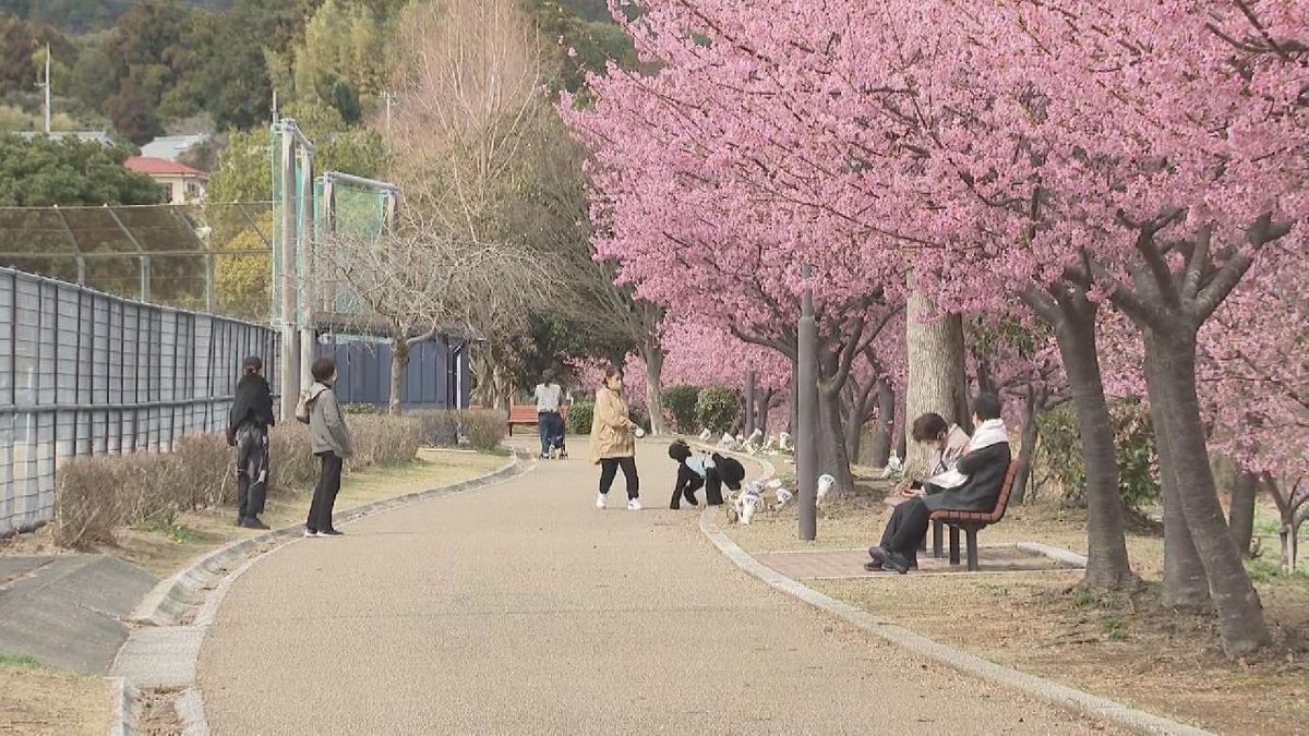 早咲きの河津桜が見頃　夜にはライトアップも　三重・熊野市