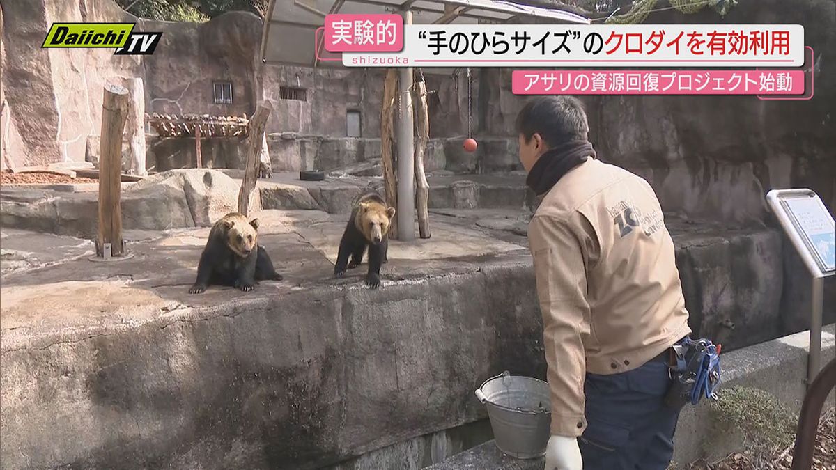 【浜名湖】クロダイ食害で壊滅的漁獲量の｢アサリ｣資源回復へ動物園が一役…そのユニークな取り組みとは(静岡)