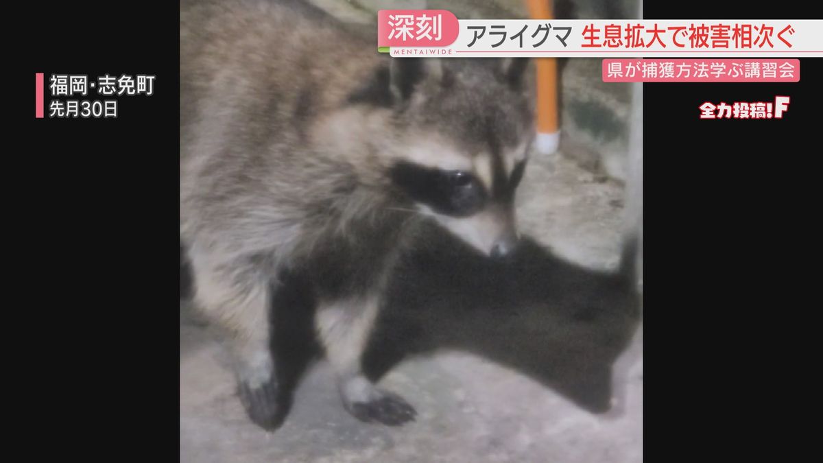 「こんなところにおるったい」特定外来生物のアライグマ　県内での発見は10年で10倍に　無資格で捕獲はダメ　福岡