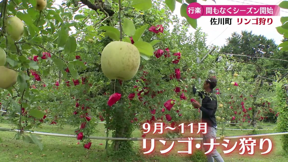 大人1人900円で食べ放題！佐川町で高知で珍しい“リンゴ”狩り【高知】