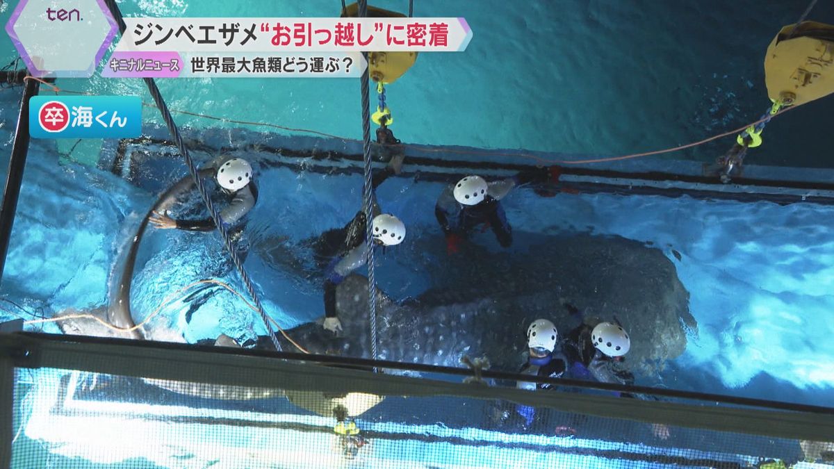 海遊館のシンボル「ジンベエザメ」が“お引っ越し”　生態調査のため太平洋へ　新しい海くんお披露目