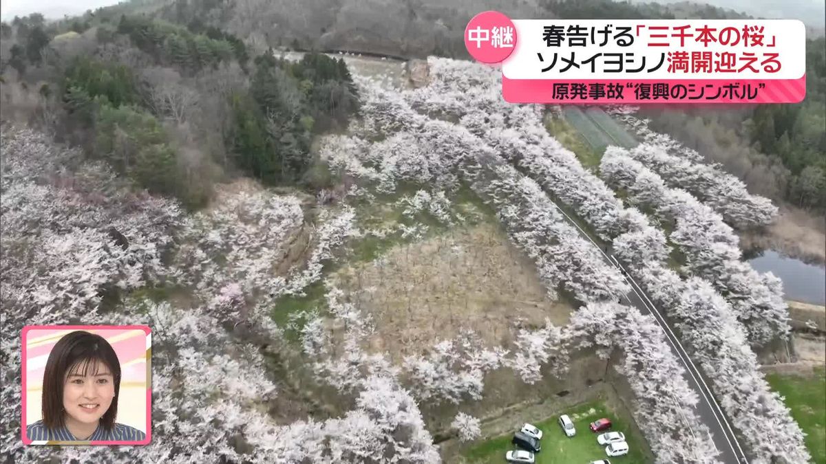 【中継】“飯舘の桜”満開迎える　育てた夫婦の思いは