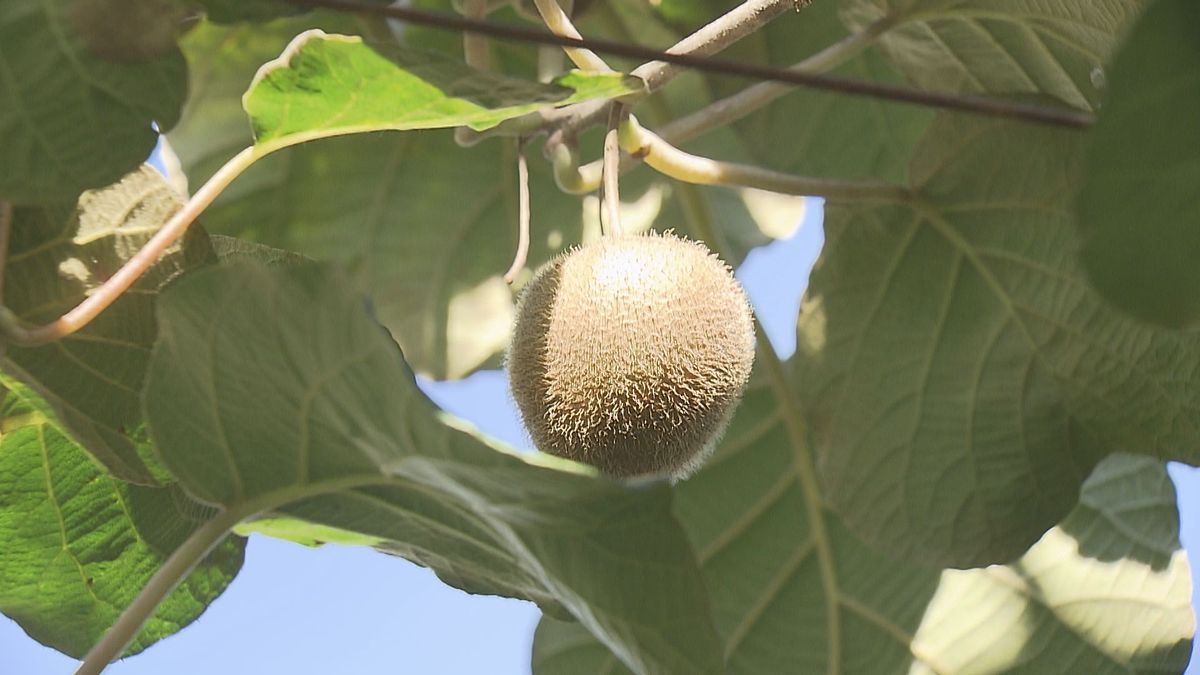 愛媛が生産量日本一の「キウイ」収穫目前で大量盗難 県とJAが注意喚起