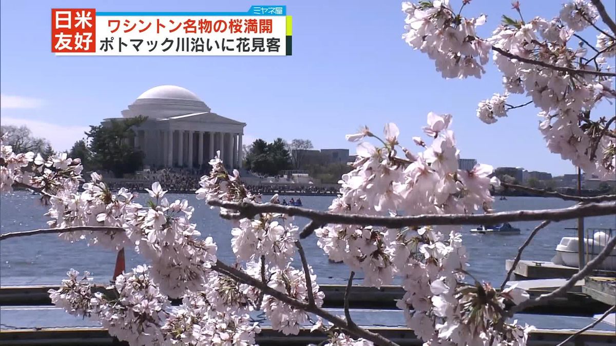 米・ワシントンで名物の桜満開　ポトマック川沿いに多くの花見客