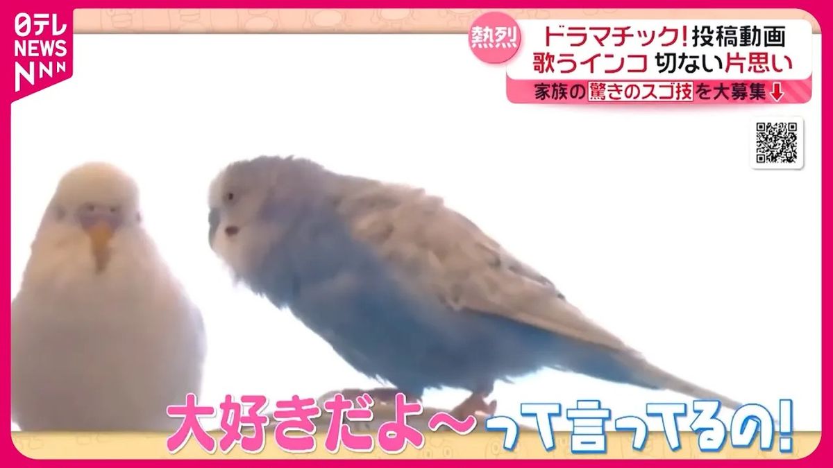 【投稿動画】歌うインコが切ない片思い！？『every.特集』